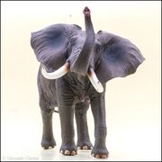 Yiniao Family Zoo Vinyl African elephant 4.jpg