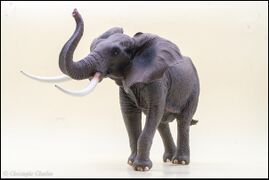 Yiniao Family Zoo Vinyl African elephant 6.jpg