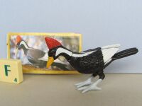 YowiesAUS forgottenfriendsB 02ivorybilledwoodpecker2.JPG