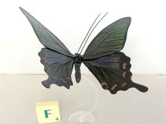 Yujin Bianor Peacock