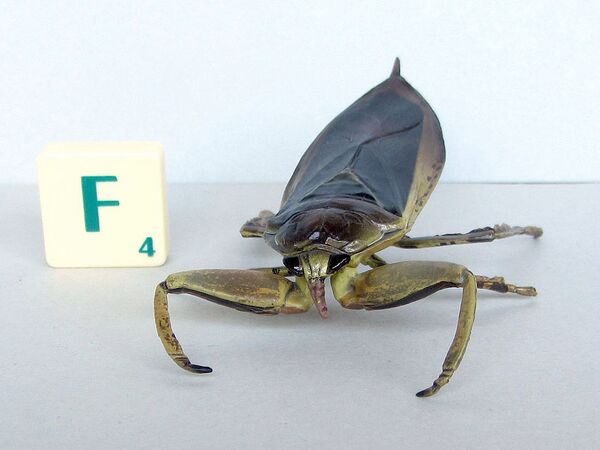 Yujin Giant Water Bug 1.jpg