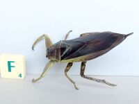 Lethocerus deyrollei