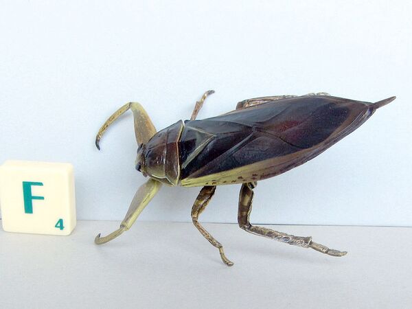 Yujin Giant Water Bug 2.jpg
