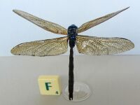 Anaciaeschna martini