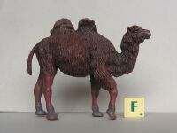 Bactrian Camel