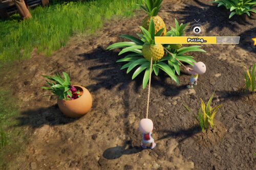 Harvesting Megaplant.jpg