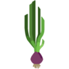Ripe Onion.png