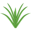 Ripe Pandan Leaves.png