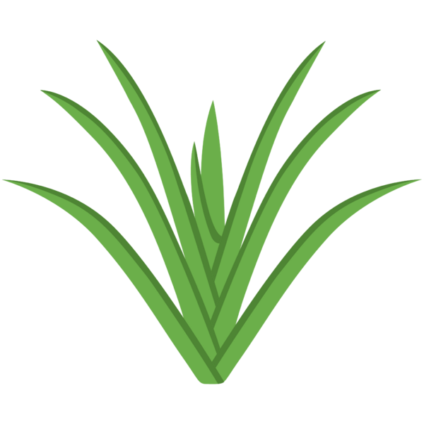 File:Ripe Pandan Leaves.png