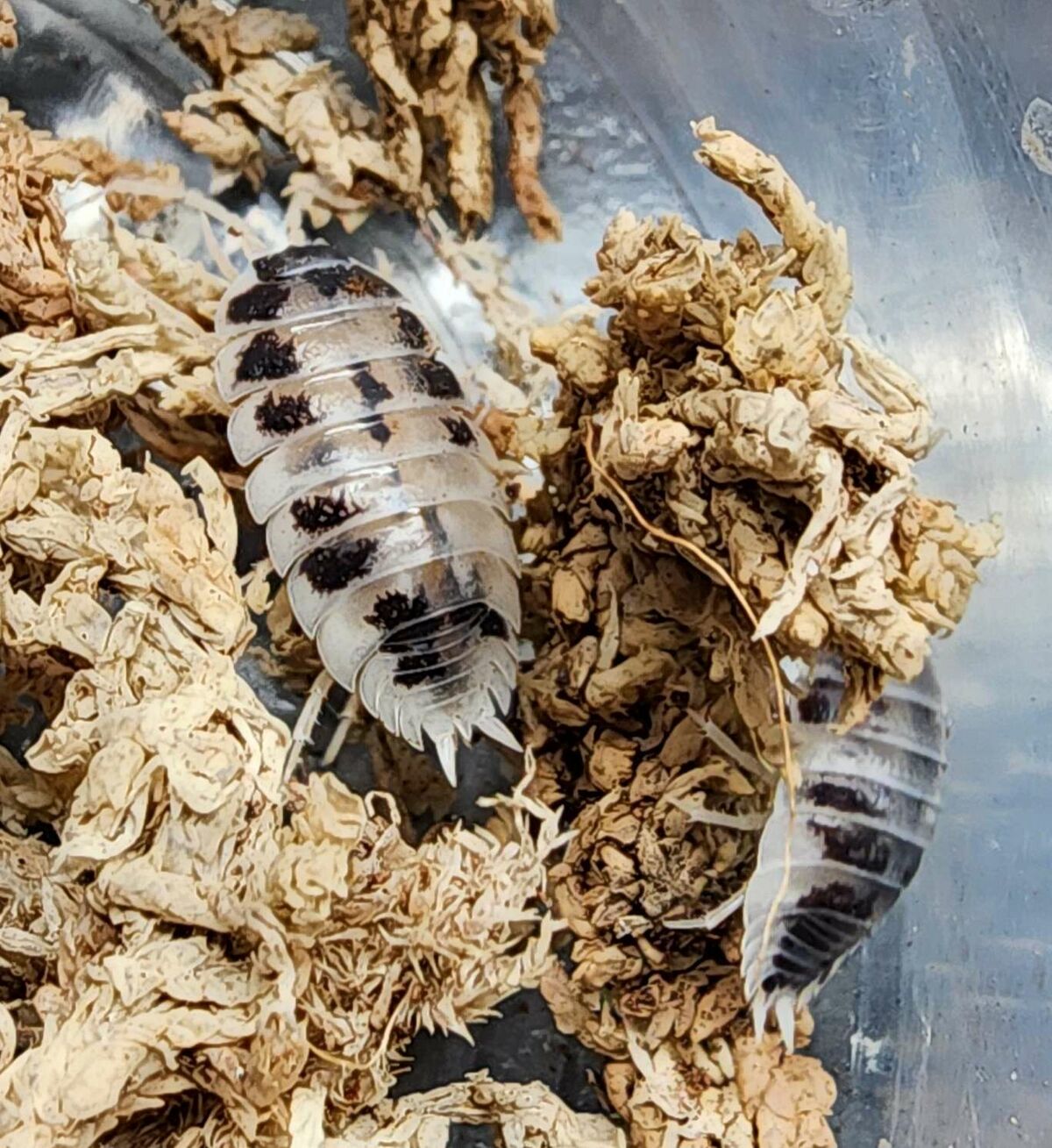 Dairy Cow Care - Vivipedia