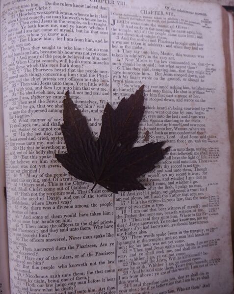 File:McFaddenNotestineBible-PressedLeaf.jpg