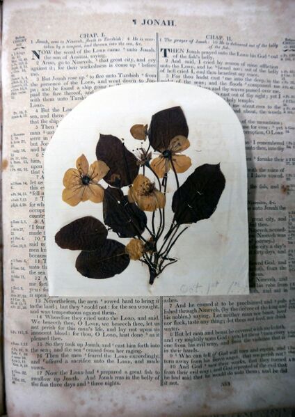 File:McFaddenRiderBible-PressedFlowers.jpg