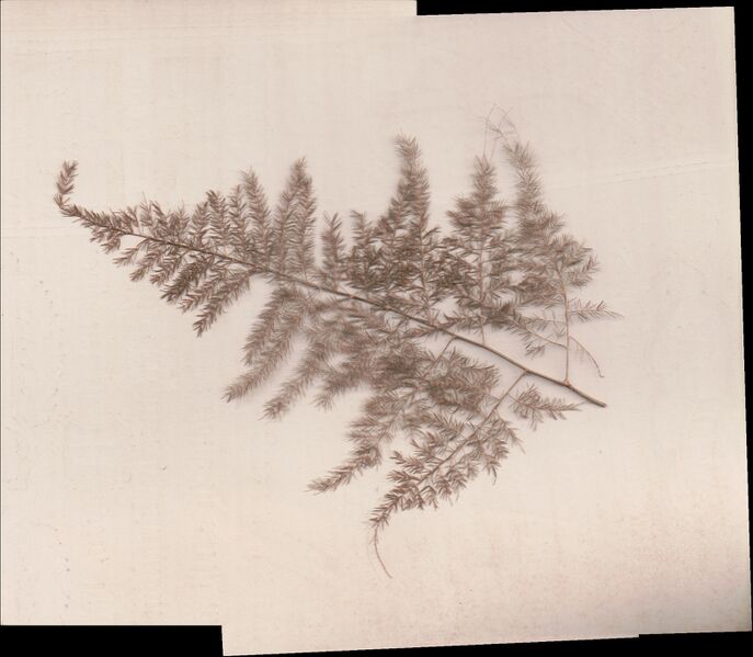 File:Pressed Leaf, Fetzer Family Bible.jpg