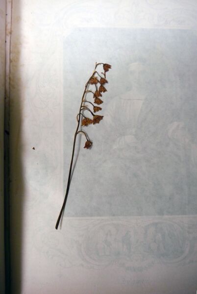 File:RudolphYoderBible-PressedFlower.jpg