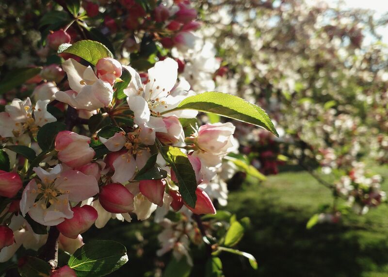 File:Secrest crabapple white morning dream-01.jpg