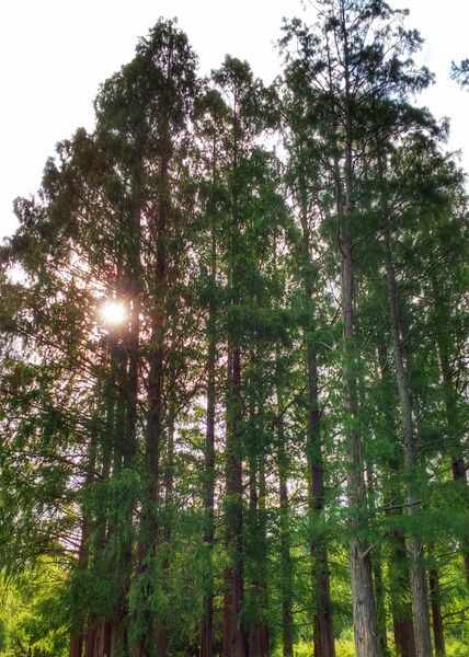 File:Secrest dawn redwoods morning-01.jpg