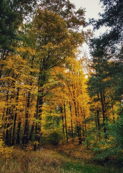 File:Secrest golden glow-01.jpg