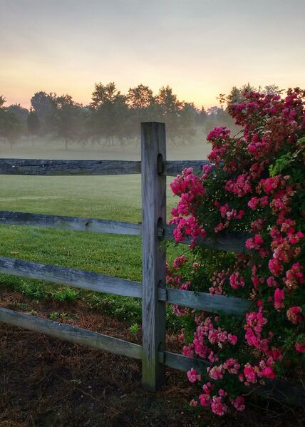 File:Secrest rose sunrise mist-01.jpg