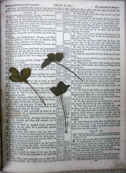 File:WinklerLarueBible-PressedClovers.jpg