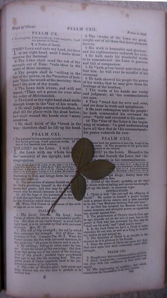 File:WinklerWmBible-PressedClover.jpg
